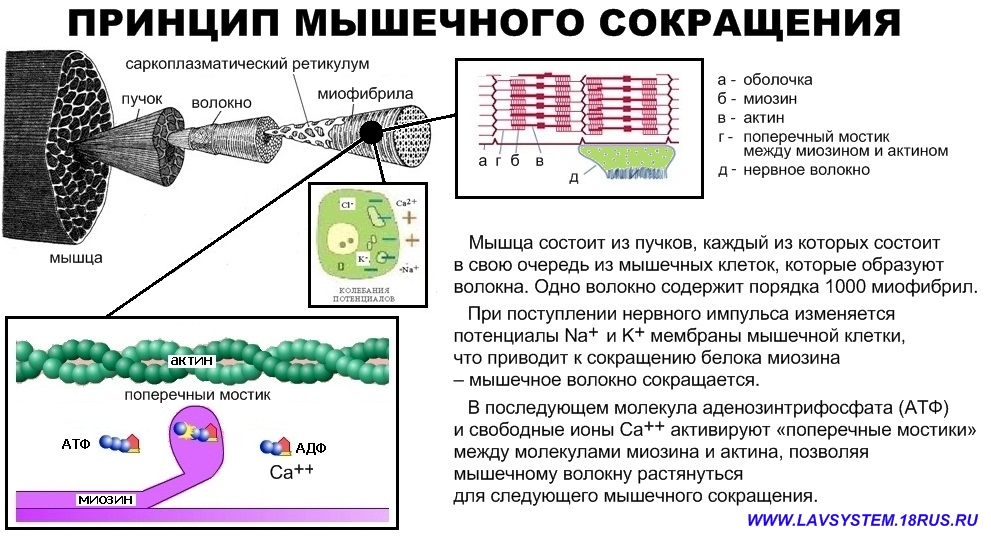 Опишите общую схему энергетического обеспечения мышечного сокращения